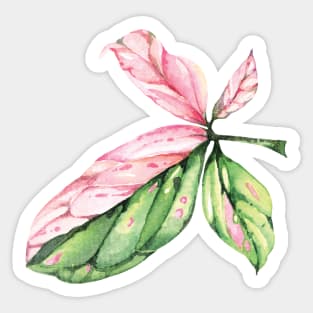 Syngonium Pink Splash Leaf Sticker